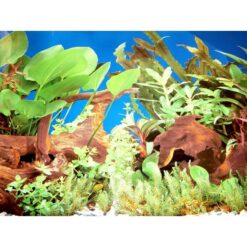 Αφίσα Φόντο Ενυδρείου Διπλής Όψης - 1m x 48cm