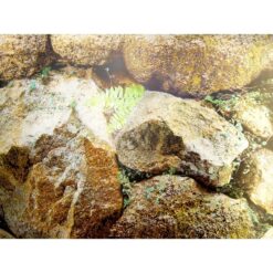 Αφίσα Φόντο Ενυδρείου Διπλής Όψης - 1m x 48cm - Image 2