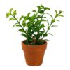 Petgreece Decor - Πήλινο Γλαστράκι Με Πλαστικό Φυτό 6,5x17cm