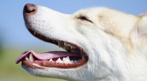 Μύθοι για τις ξηρές τροφές dog pic834297